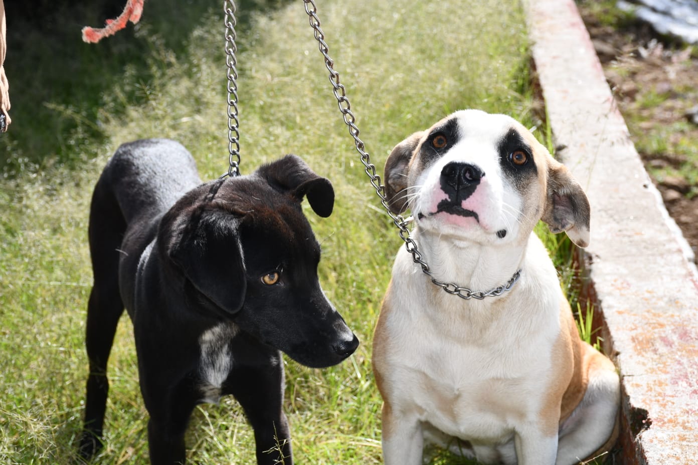 Ayuntamiento de Apetatitlán suma 3 mil 500 cirugías de esterilización canina y felina